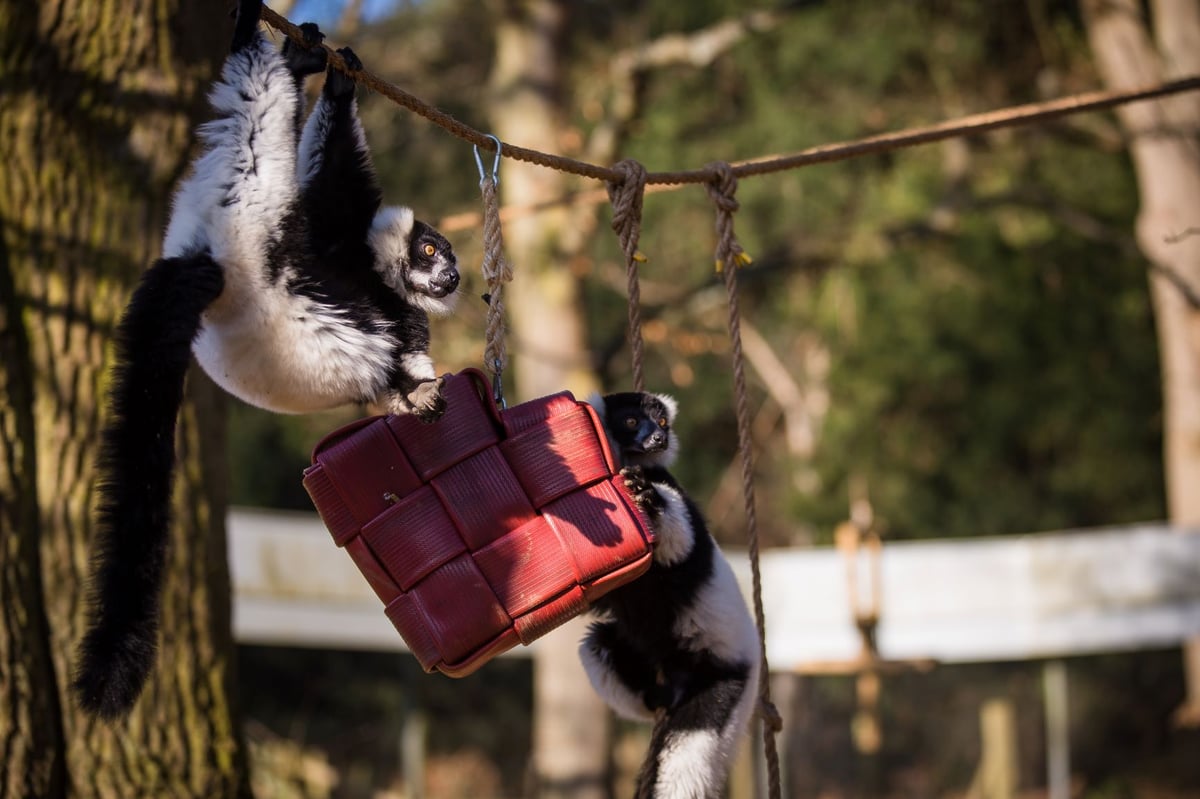 Black and white ruffed lemurs play with enrichment hanging from suspended rope