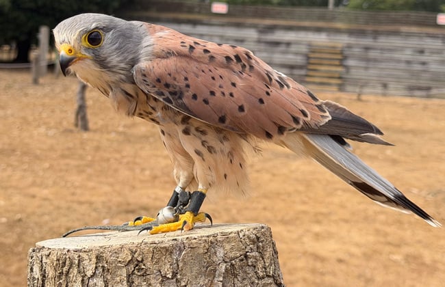 Image of common kestrel teaser 650x420
