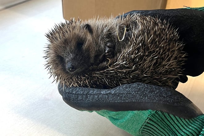 Image of hedgehog receiving health checks looking at camera landscape 1920x1080