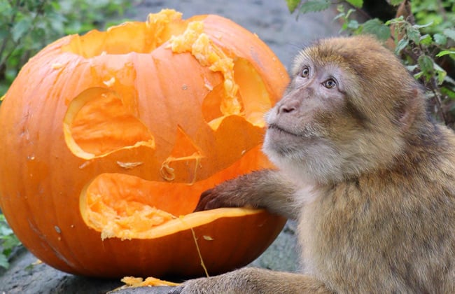 Image of monkey pumpkin teaser 650x420