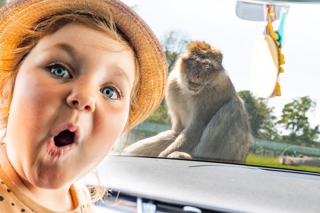 Young girl inside car looks shocked at camera while monkey climbs onto windscreen of the car 
