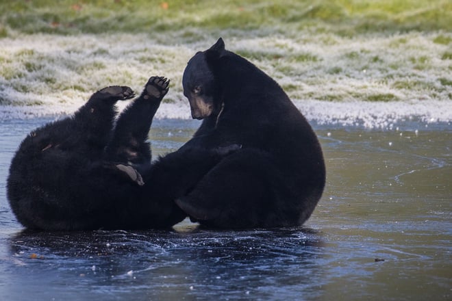 Image of bears playing on the ice web landscape 1920x1080