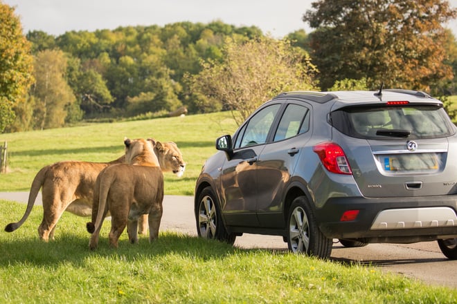 Two female african lions stand next to car in expansive Road Safari 