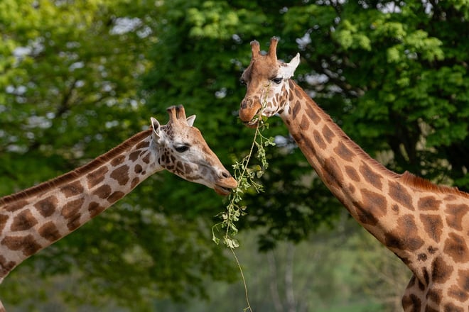 Two Nubian Giraffe sharing browse