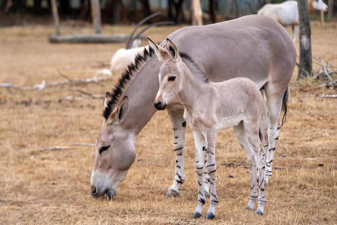 Image of 1st foal with mum amara web landscape 1920x1080