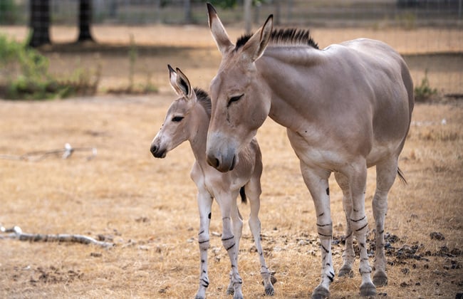 Image of foal teaser 650x420