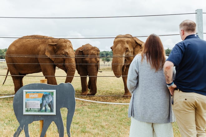 Image of elephant encounter 2025 landscape web 1920x1080