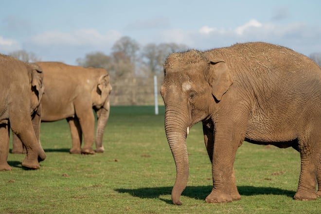 Image of three female asian elephants web landscape 1920x1080