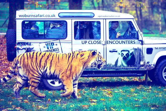 Image of vip tiger land rover