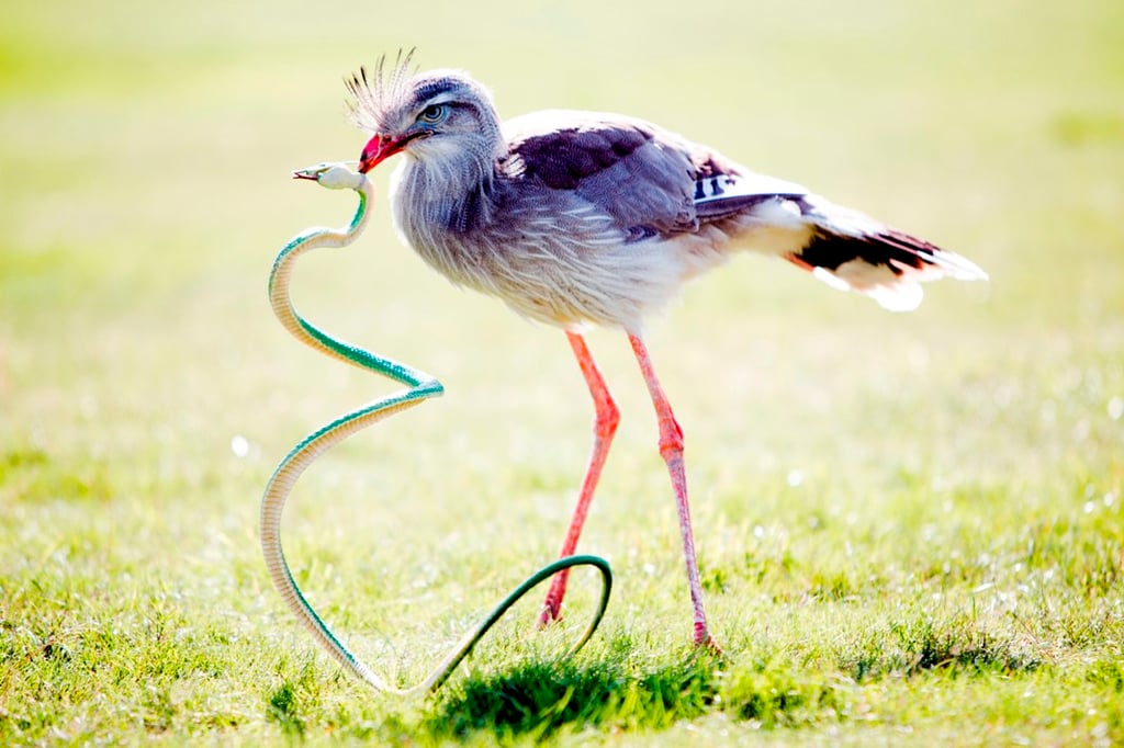Image of diego the seriema woburn safari park