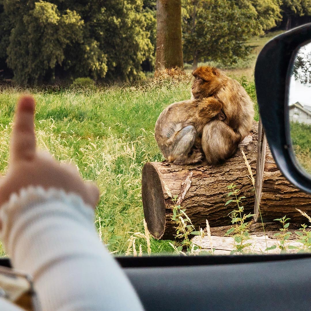 Image of iris car pointing at monkey web square 1080x1080