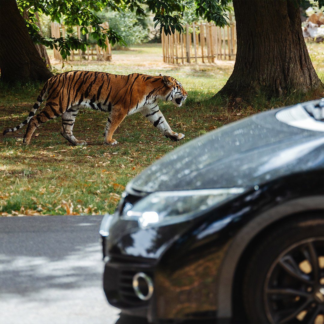 Image of tiger along side car at woburn safari park web res 1080x1080