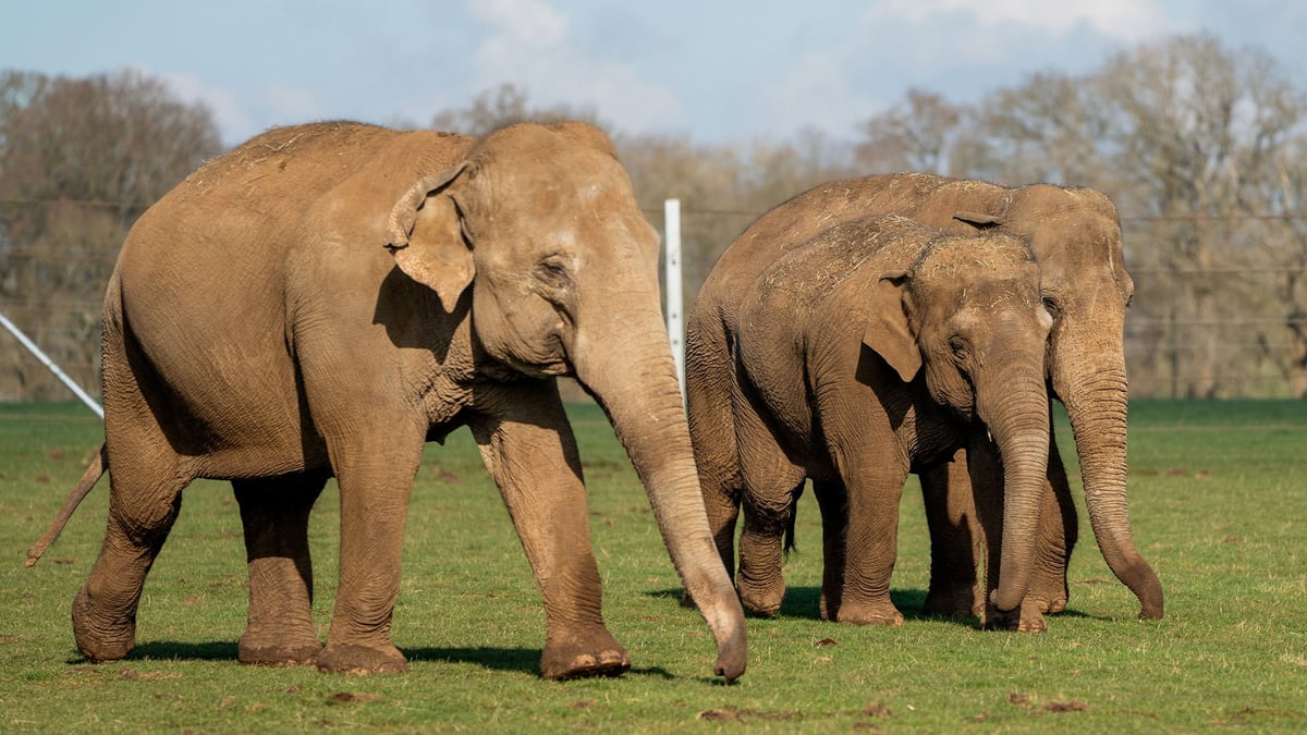 Three Asian elephant females walking together in their paddock 