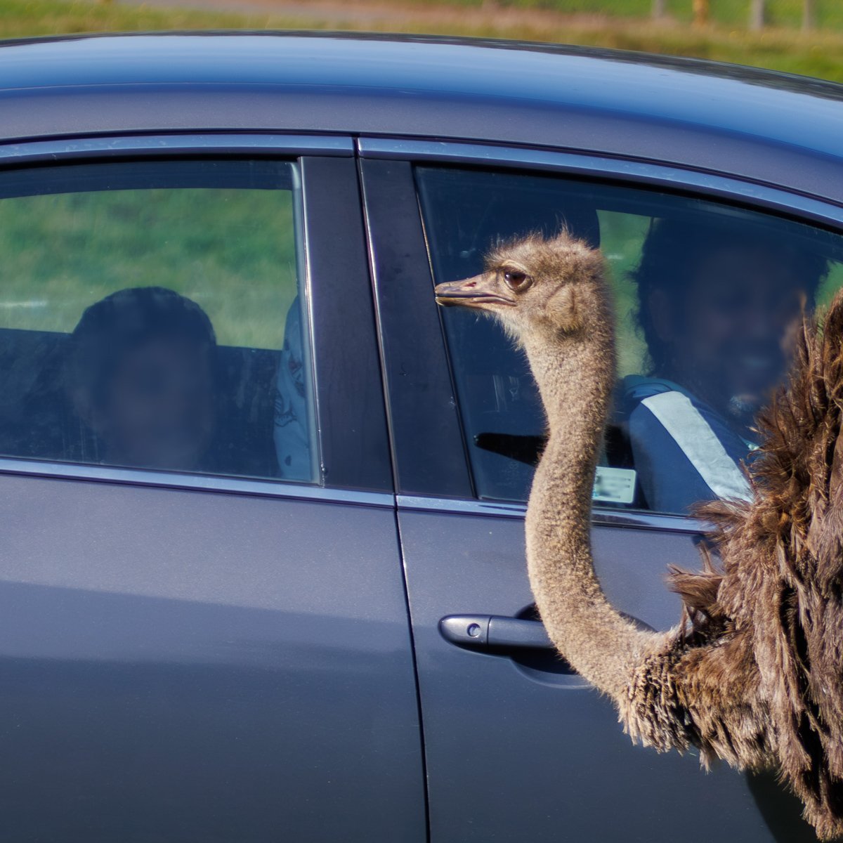 Image of woburn safari park ostrich look in car 2023