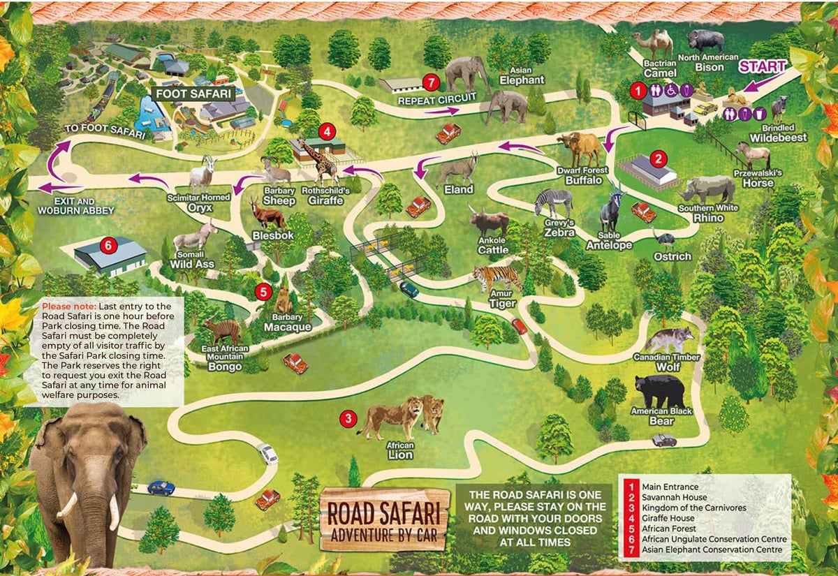 Image of woburn safari park road safari map 2026