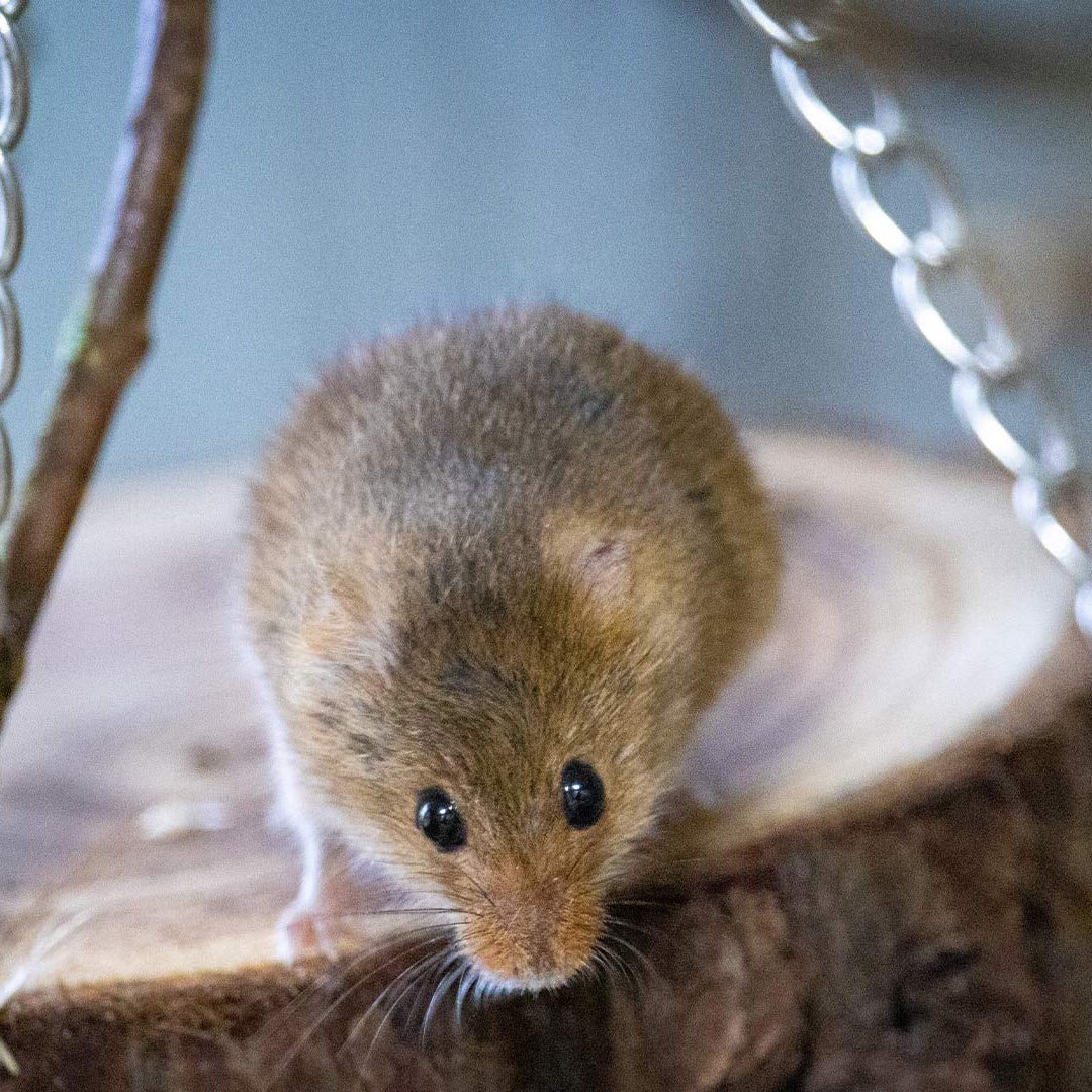 Image of harvest mouse mob square 1080x1080