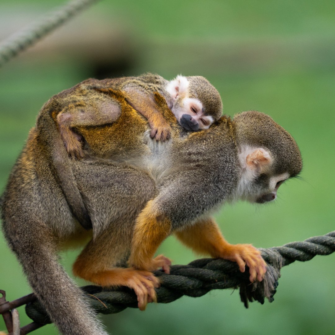Close up of sleeping baby squirrel monkey on it's mother's back