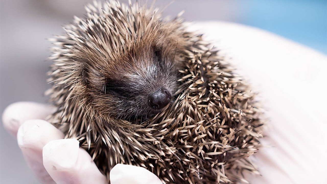 Image of hoglet website desktop