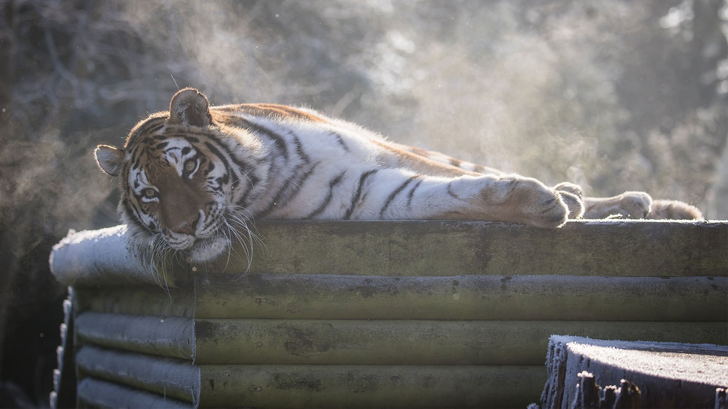 Image of vera in frost web landscape 1920x1080