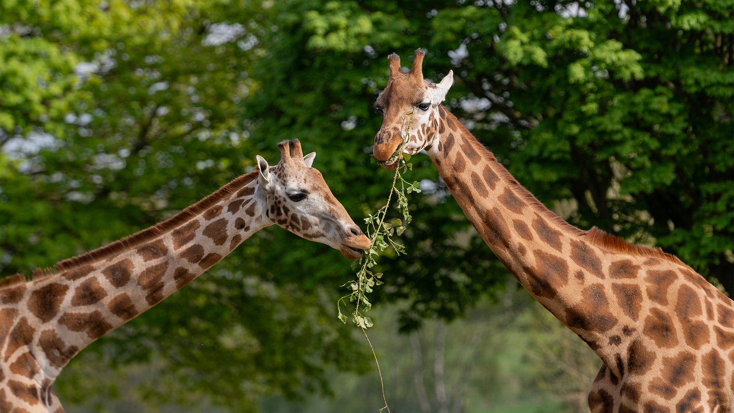 Two Nubian Giraffe sharing browse