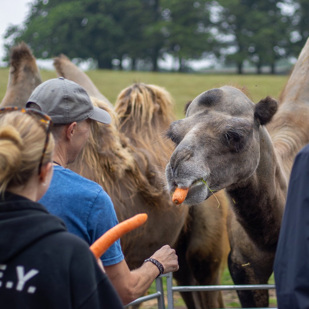 Image of camel vip 2023 square 1080x1080