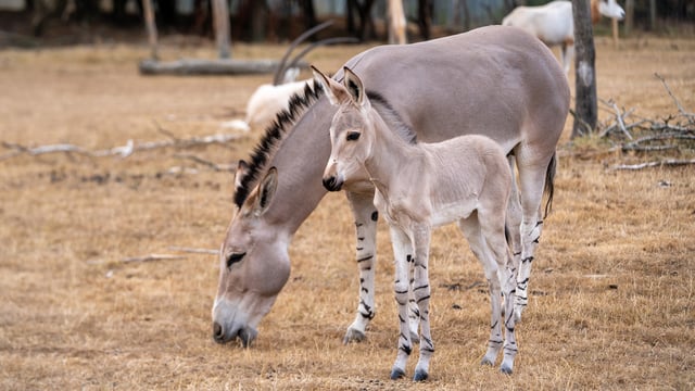 Image of 1st foal with mum amara web landscape 1920x1080