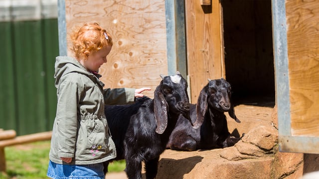 Image of two black goats with young girl web res landscape 1920x1080 v2
