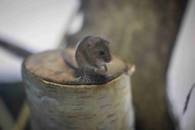 Image of wsp oct 22 harvest mice 12 web