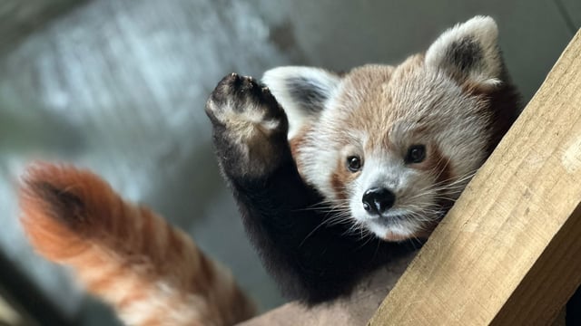 Close up of red panda with paw in the air
