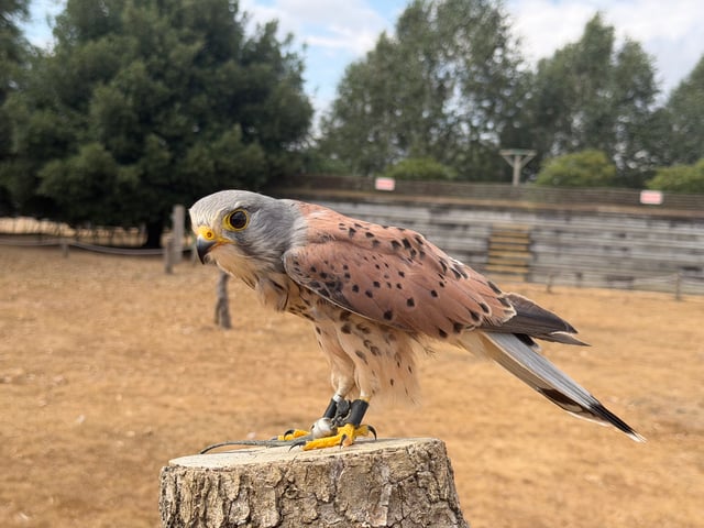 Image of common kestrel