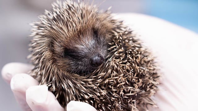 Image of hedgehog web desktop landscape 1920x1080