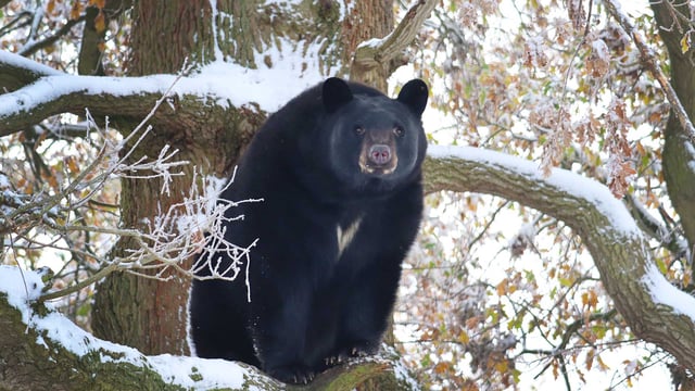 A North Amercian black bear stood in the branches of a snowy tree