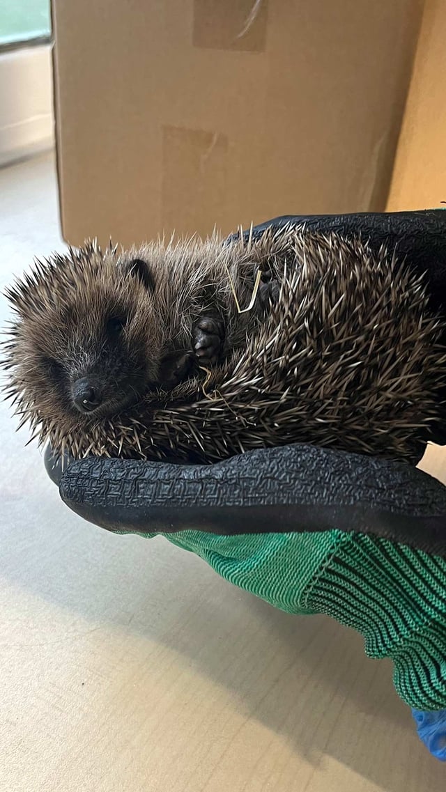 Image of hedggehog health check looking at camera cropped for web portrait 1080x1920