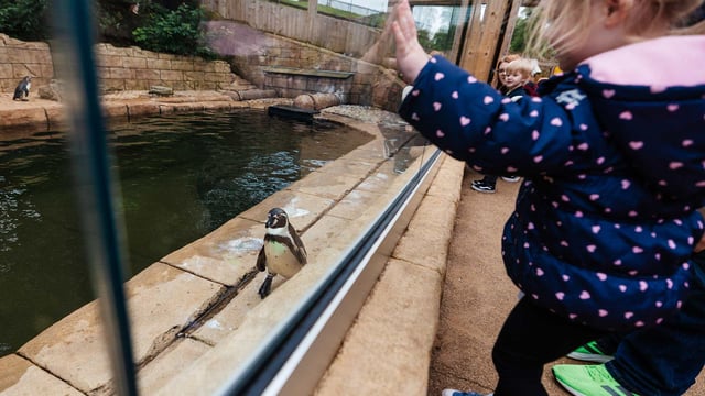 Image of family at penguins web res