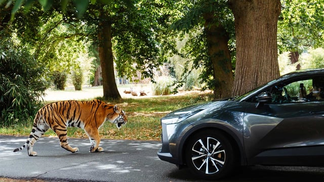 Image of tiger alongside car woburn safari park hero 2025 web 1920x1080