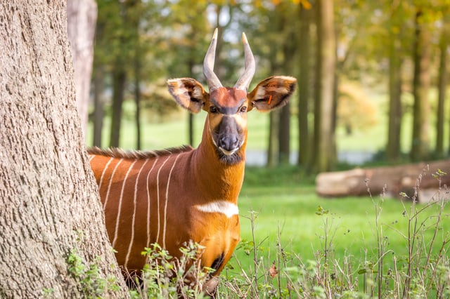 Bongo looks at camera from behind tree with grass and trees in the background