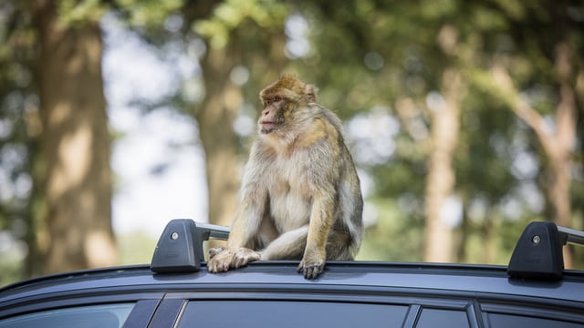 Image of monkey on car roof close up jul26 web 1920x1080