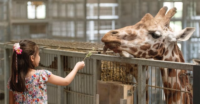 Image of young girl feeding a giraffe inside the house