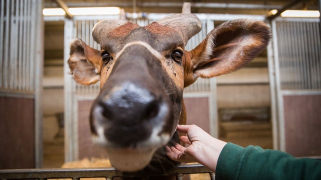 Image of new bongo male wsp march 2019 web banner 1920x1080