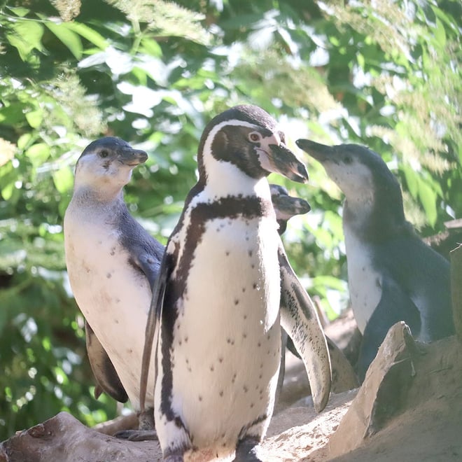 Penguin chicks Wasabi and Sprout with dad Leaf