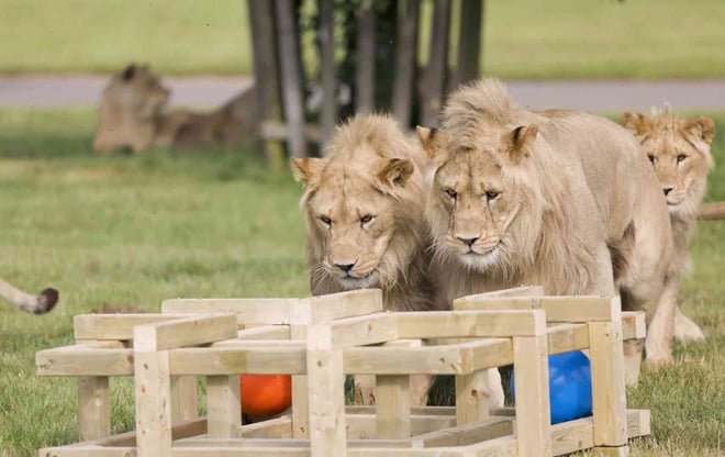 Two young male lions stare intently at their wooden enrichment toy with colourful rubber balls inside while other lions lay in grass behind 