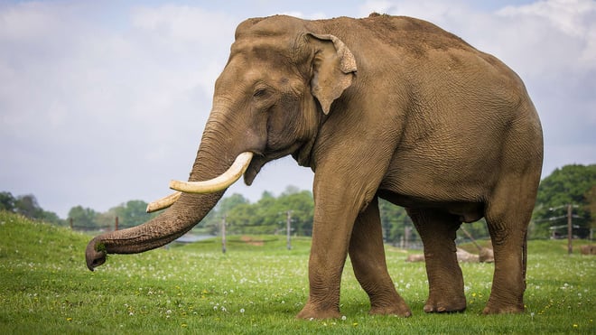 Raja the Asian elephant at Woburn Safari Park in Bedfordshire