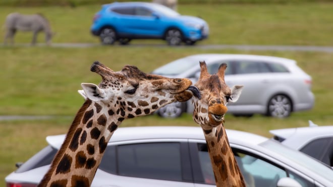 Image of giraffe lick cars 1920x1080 landscape