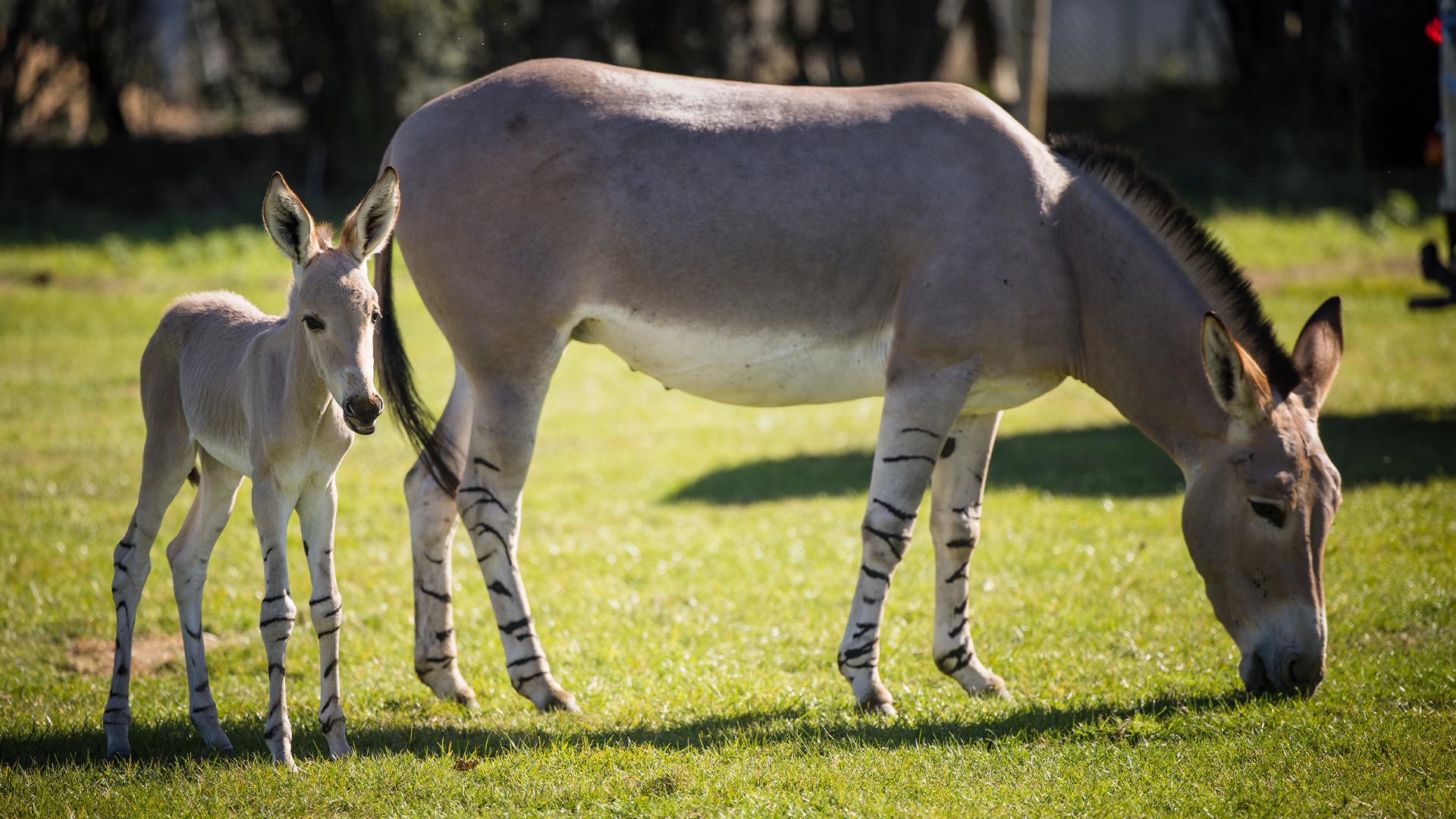 Somali wild ass foal and mum on Road Safari 