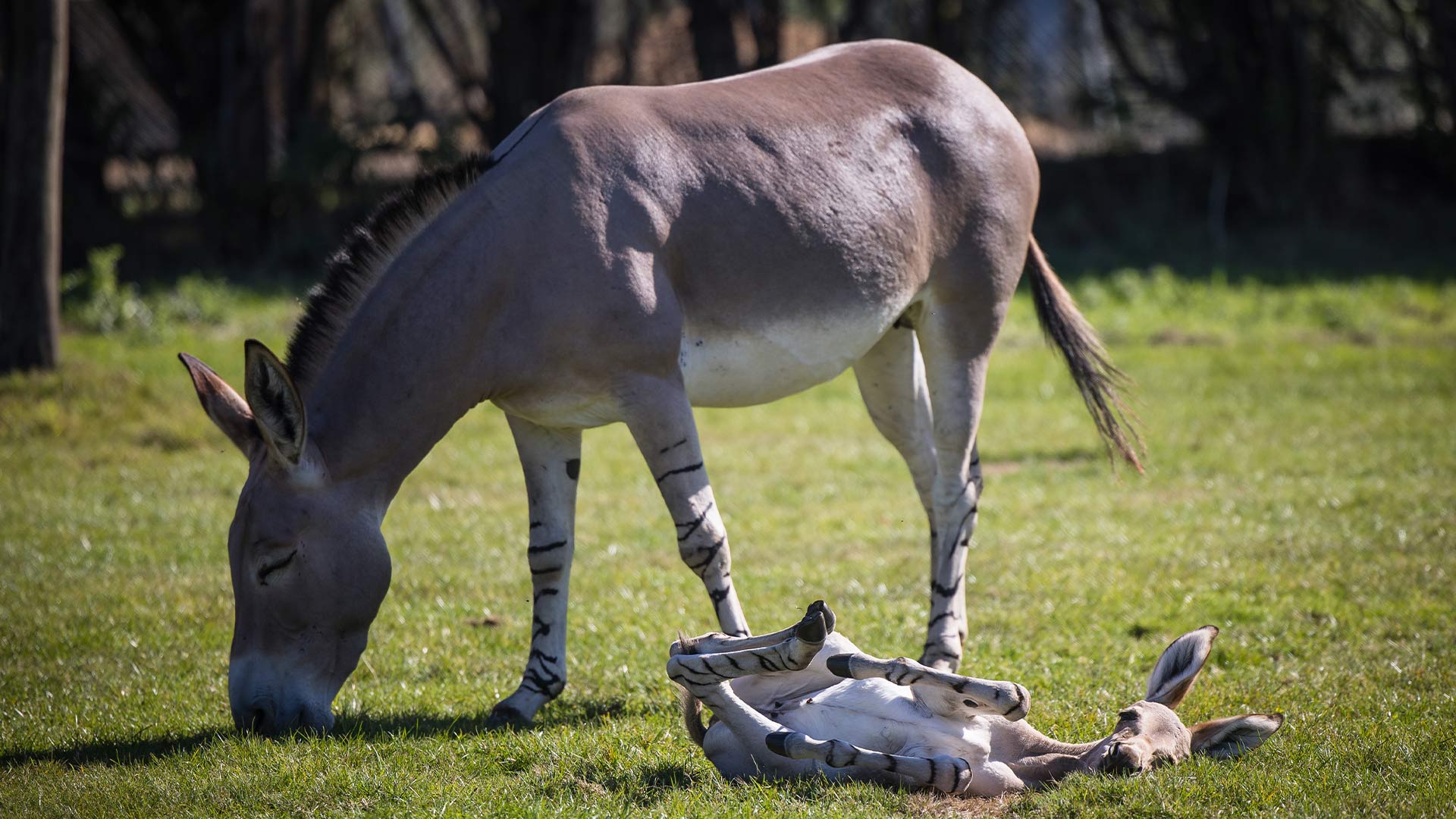 Somali wild ass foal rolling around 