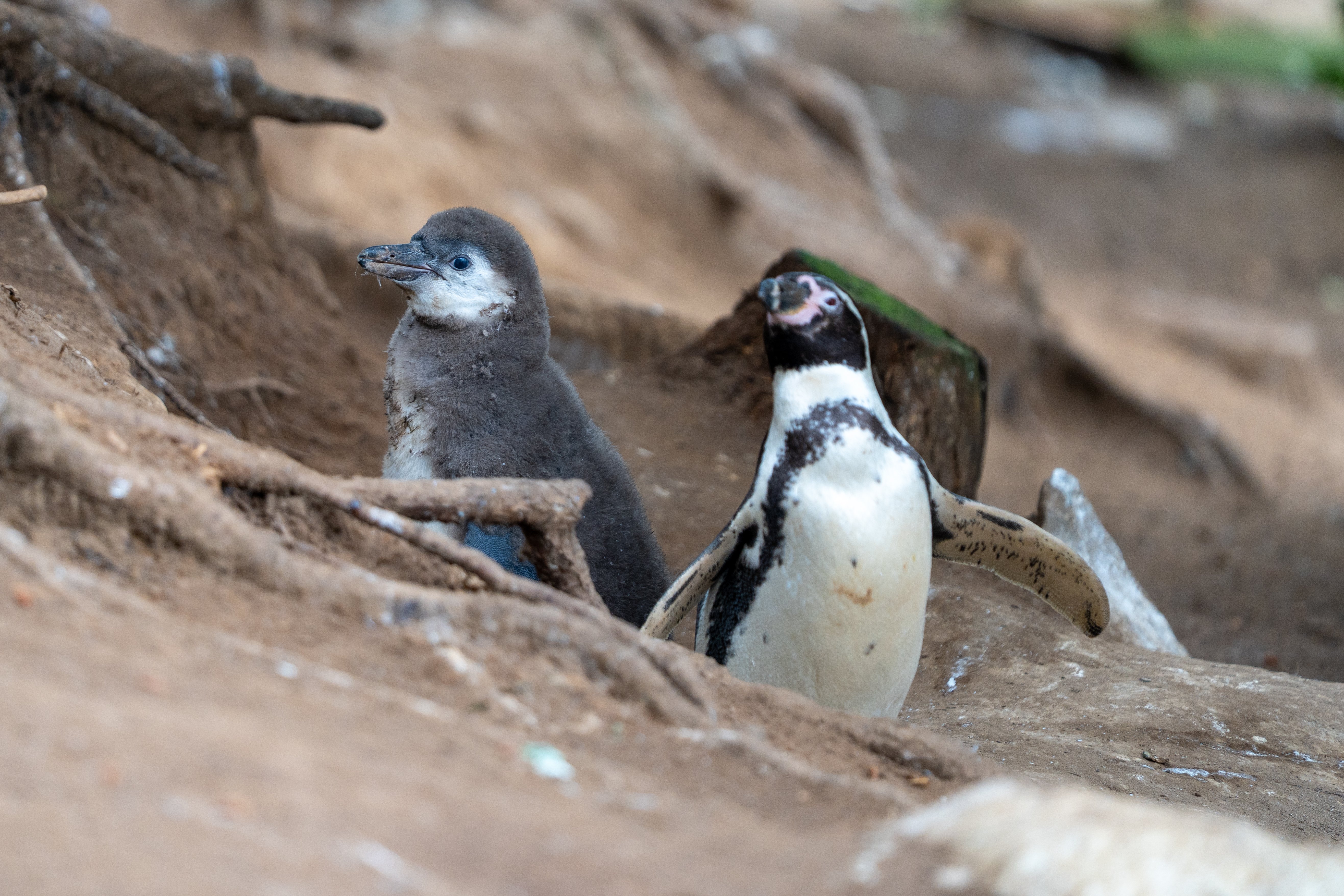 Fluffy baby penguins sitting on nesting bank