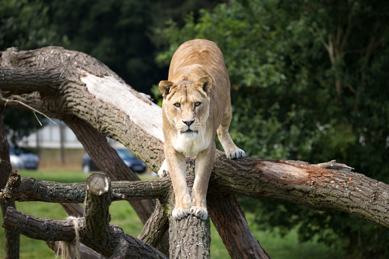 Lion stretches forward on twisted logs in grassy reserve 