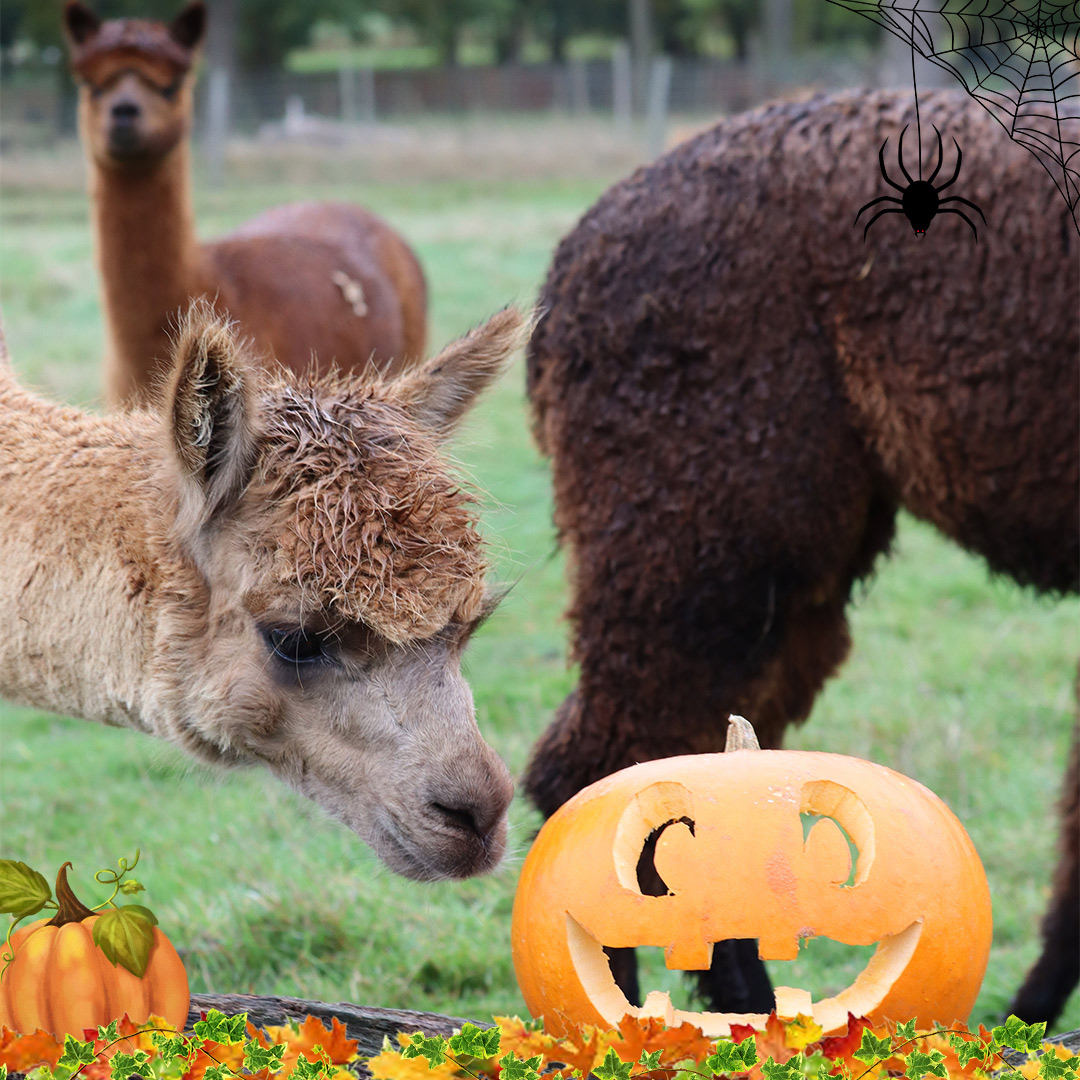 Alpaca sniffing pumpkin enrichment