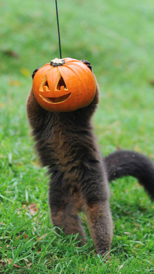 Image of lemur behind hanging pumpkin mob portrait 1920x1080