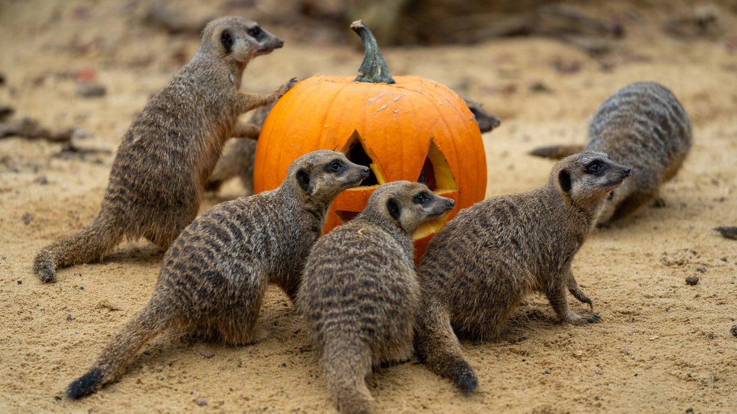 Image of meerkat troop with pumpking web landscape 1920x1080